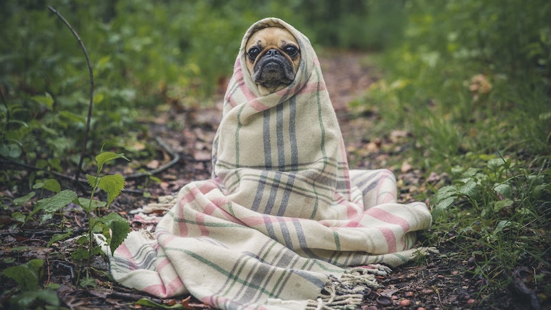 森の中で毛布にくるまっている一匹の犬