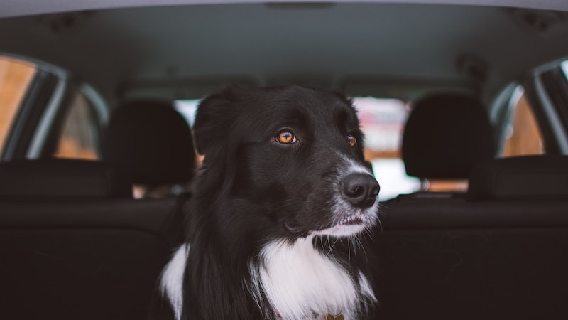 車の後部座席に座り何かを見つめているボーダーコリー犬