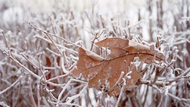 霜がかかった枯れ葉と枯れ枝